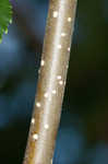 Paper birch